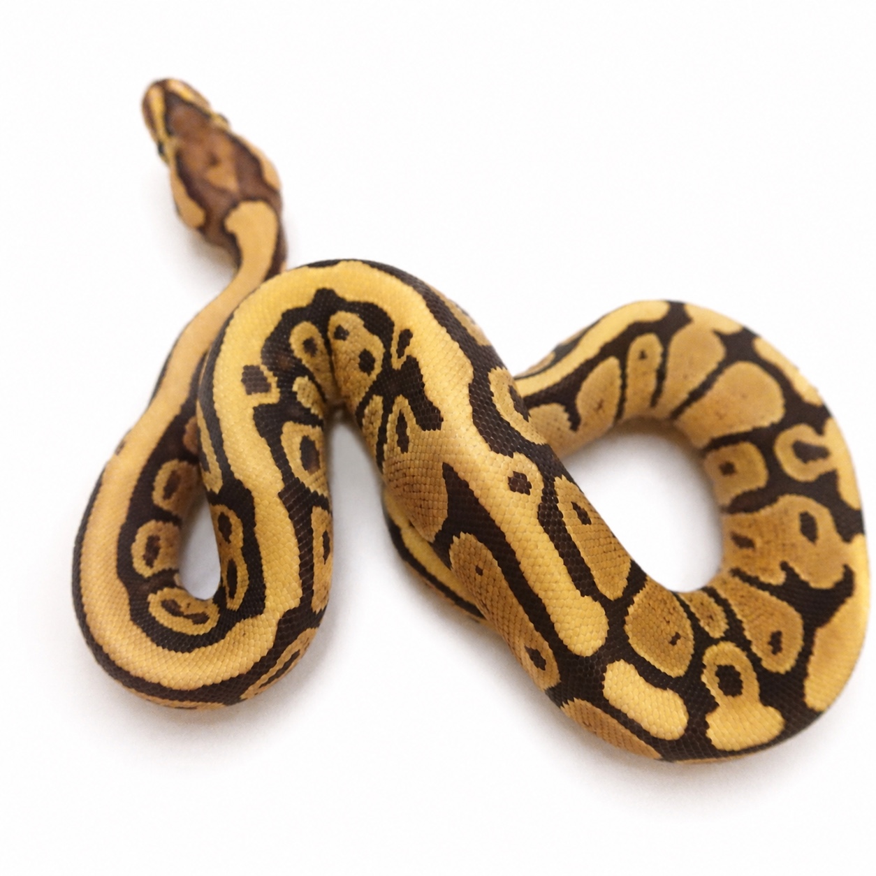 Fire Het Clown female ball python showing bright golden coloration