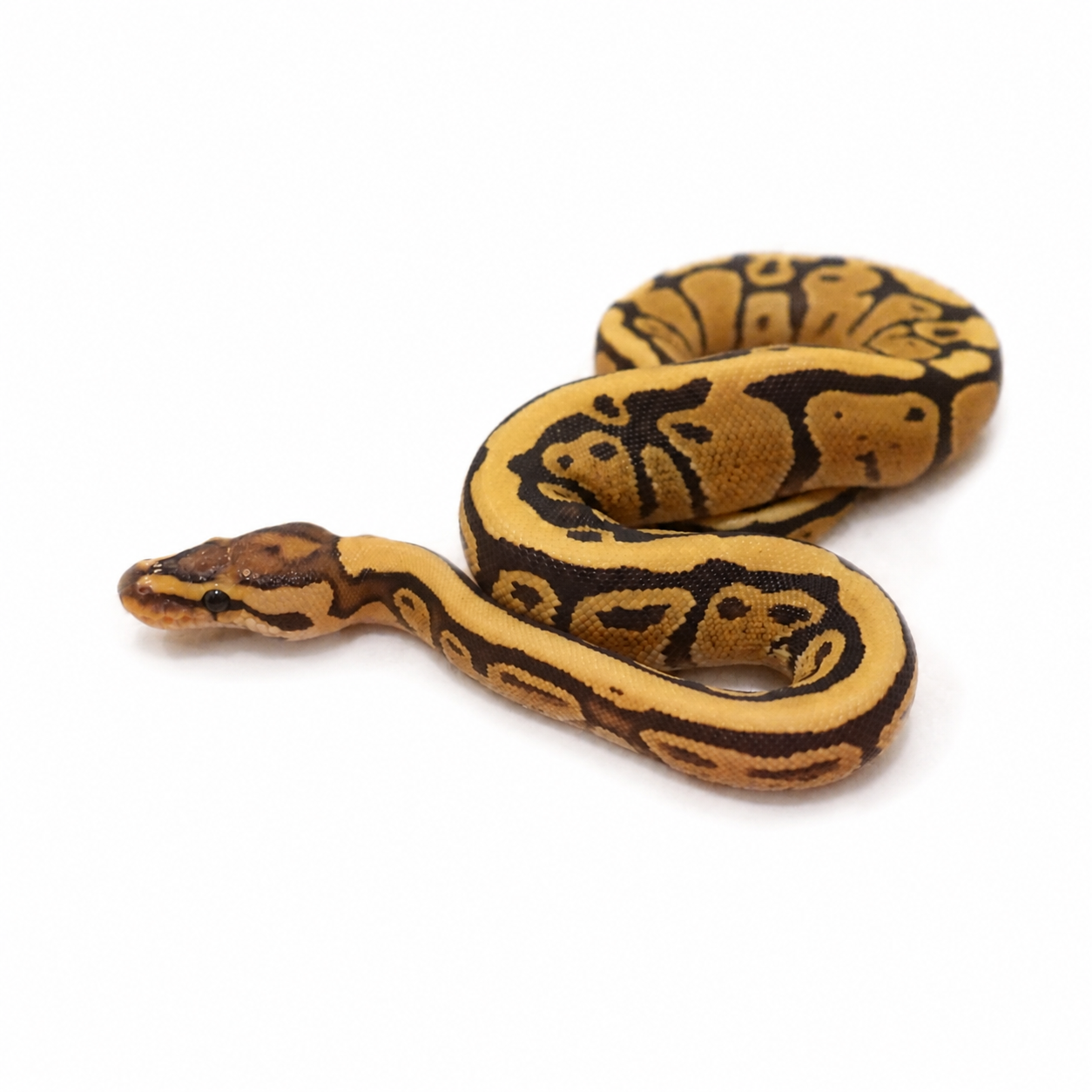 Side view of the Fire Het Clown female ball python