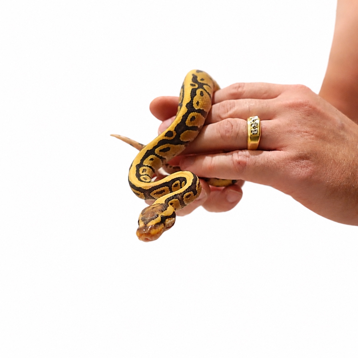 Fire Het Clown female calmly resting on a keeper's hands