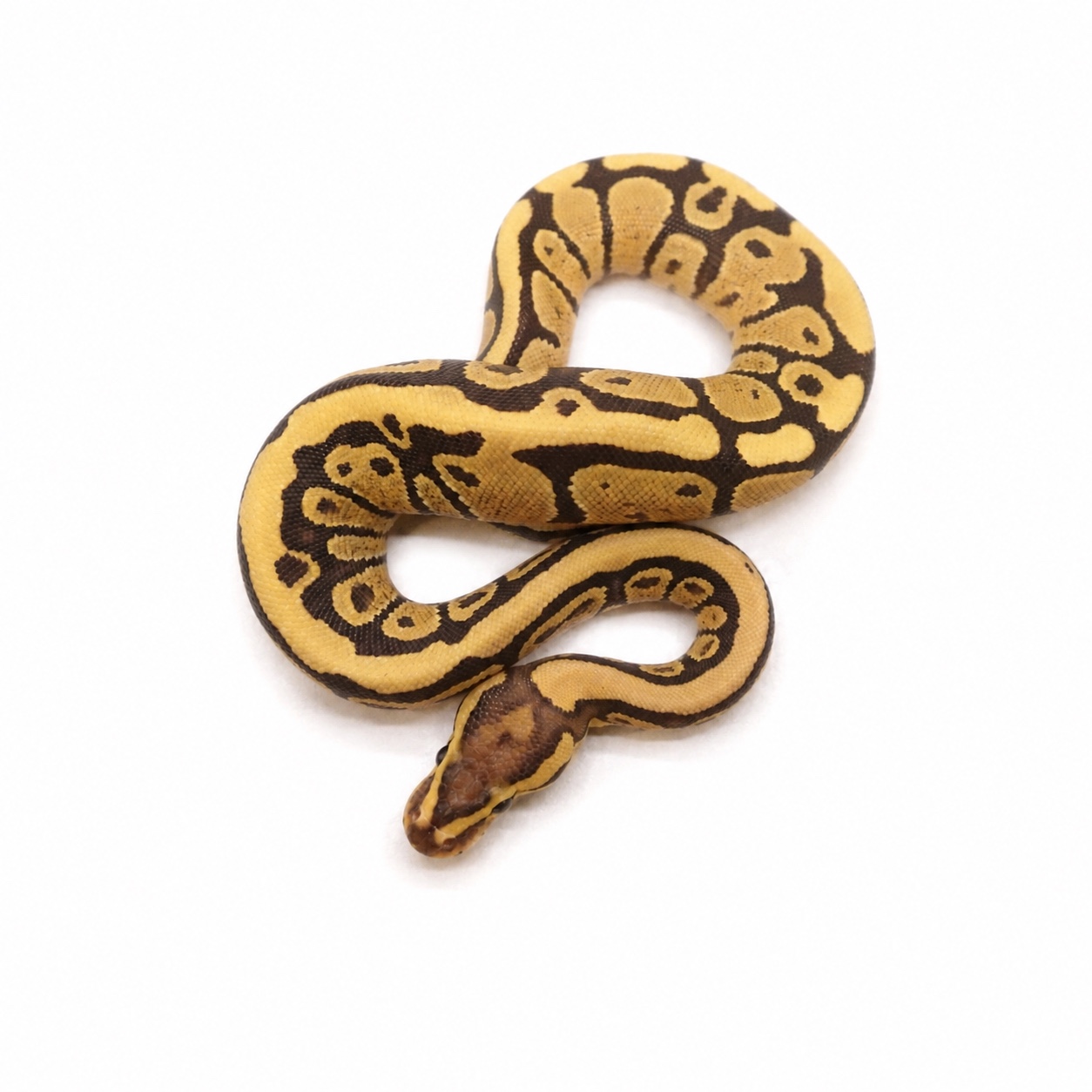 Full body view of the Fire Het Clown female ball python