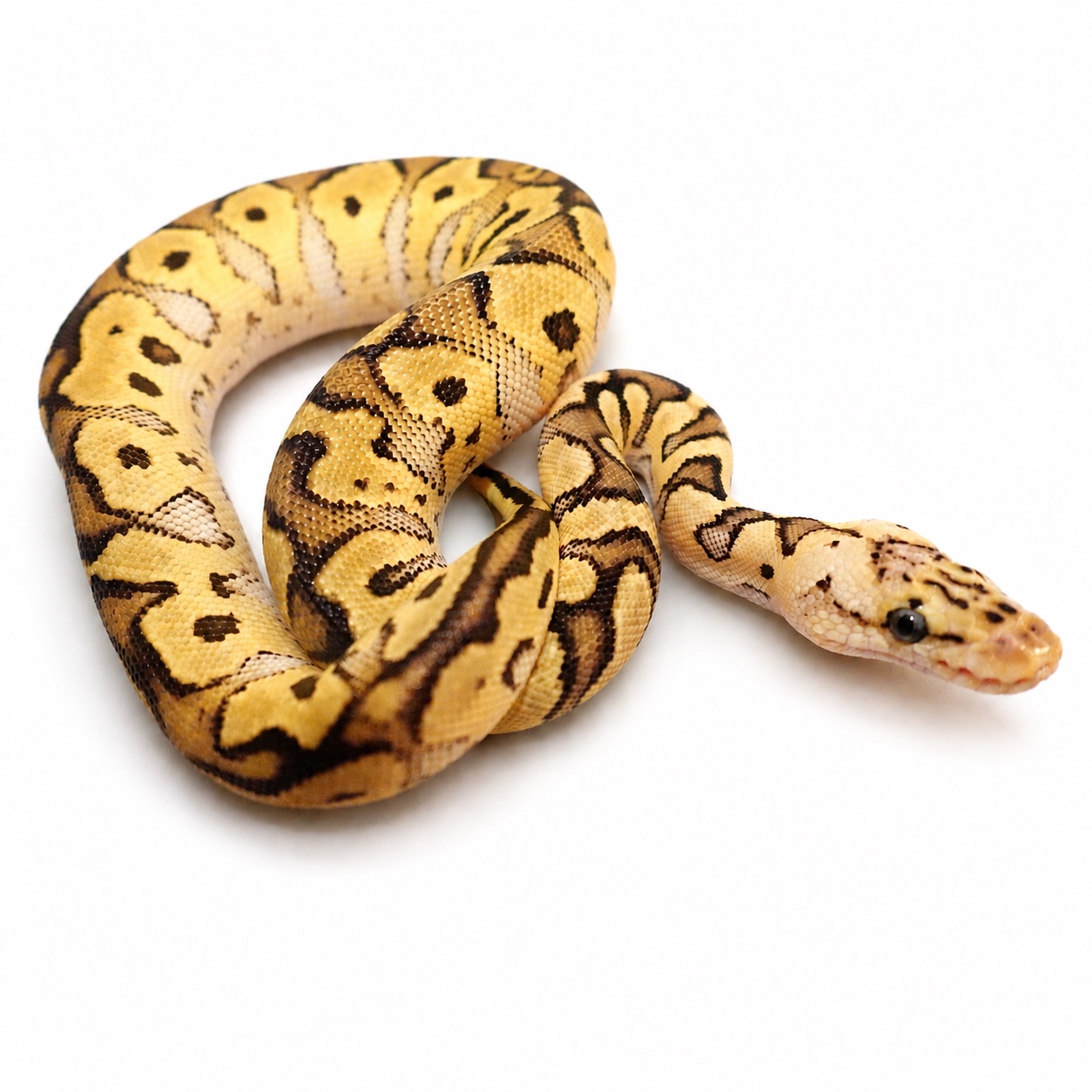 Golden patterned ball python