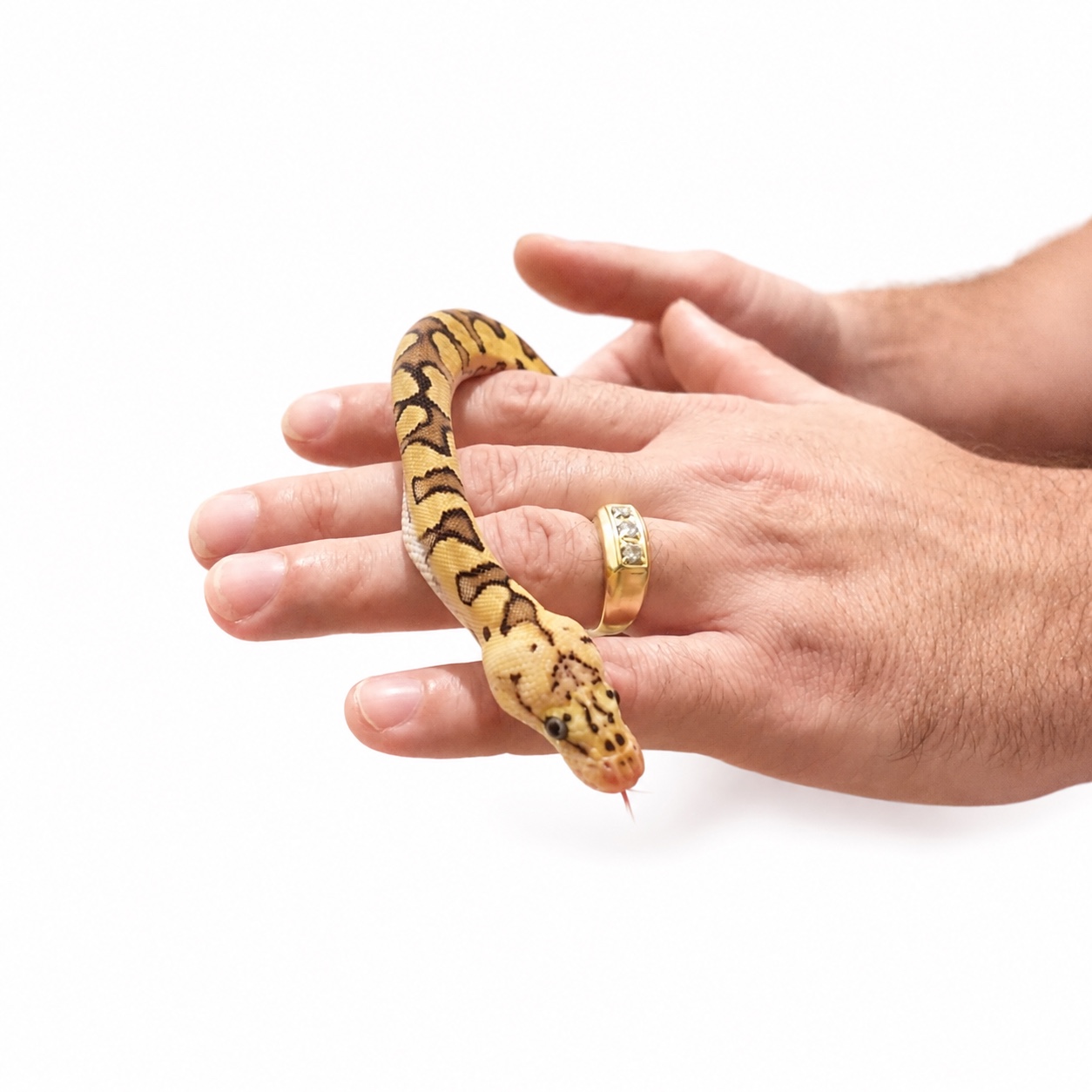 Juvenile Pastel Clown female calmly resting on a keeper's hand