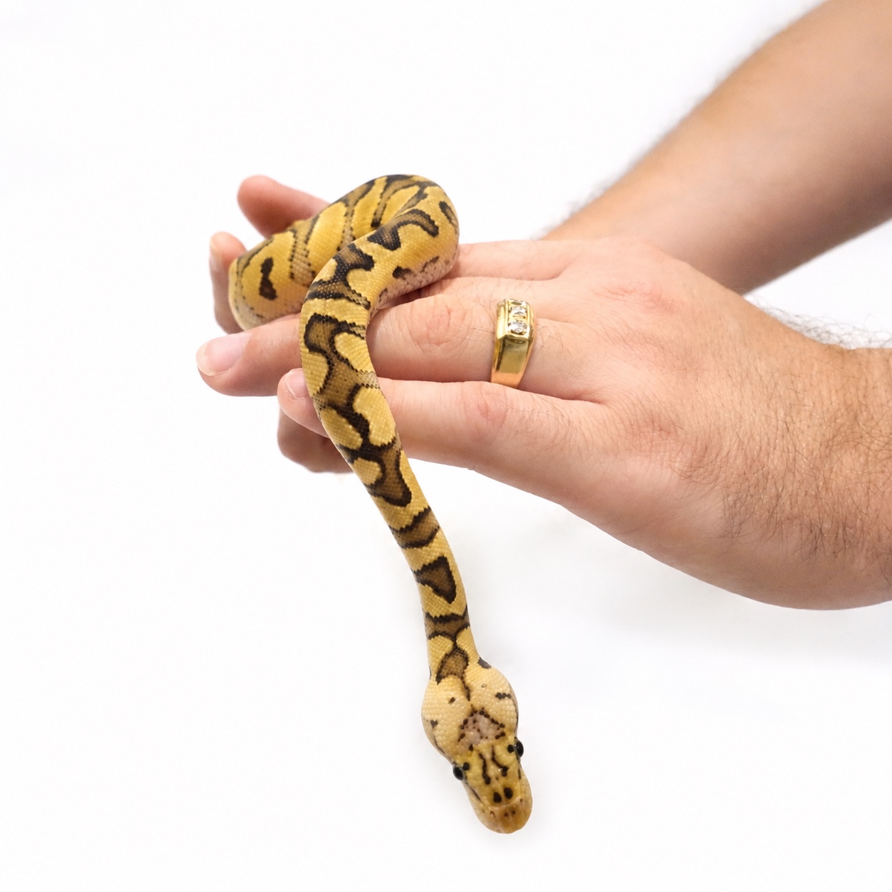 Front view of the Pastel Clown female's head and pattern