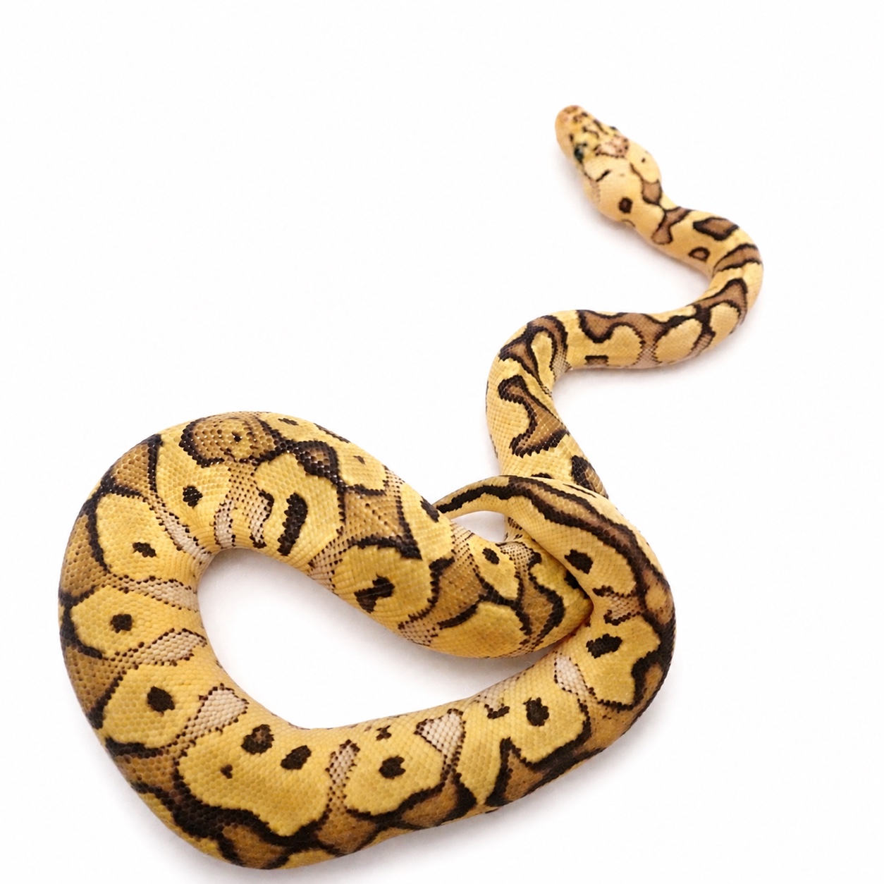 Full body view of the Pastel Clown female ball python